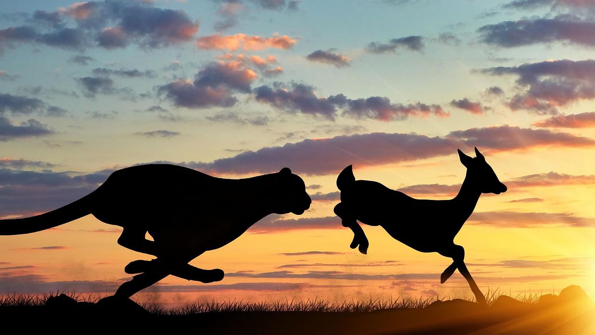 tierische massenjagden