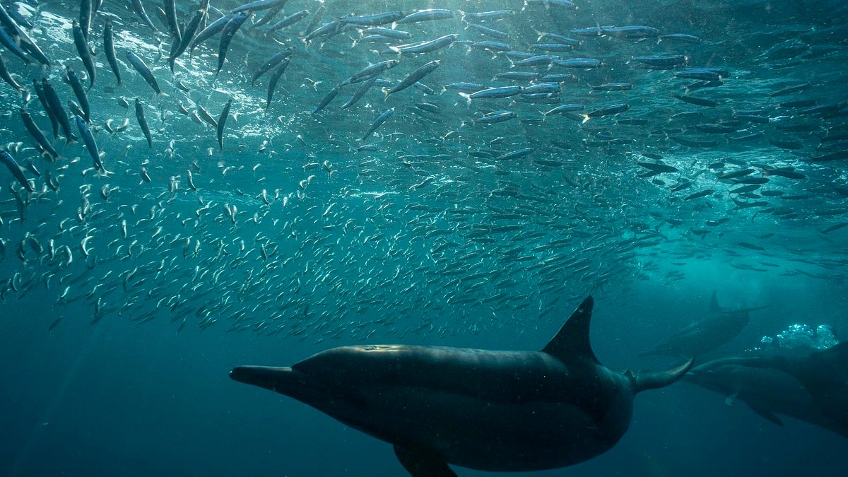 die gefährliche reise der sardinen - festmahl im ozean