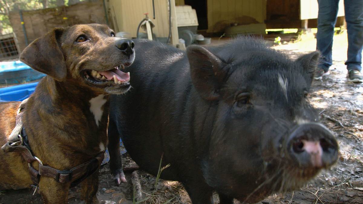 tierische freundschaften