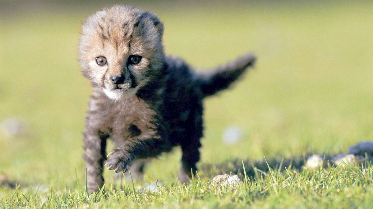 born wild