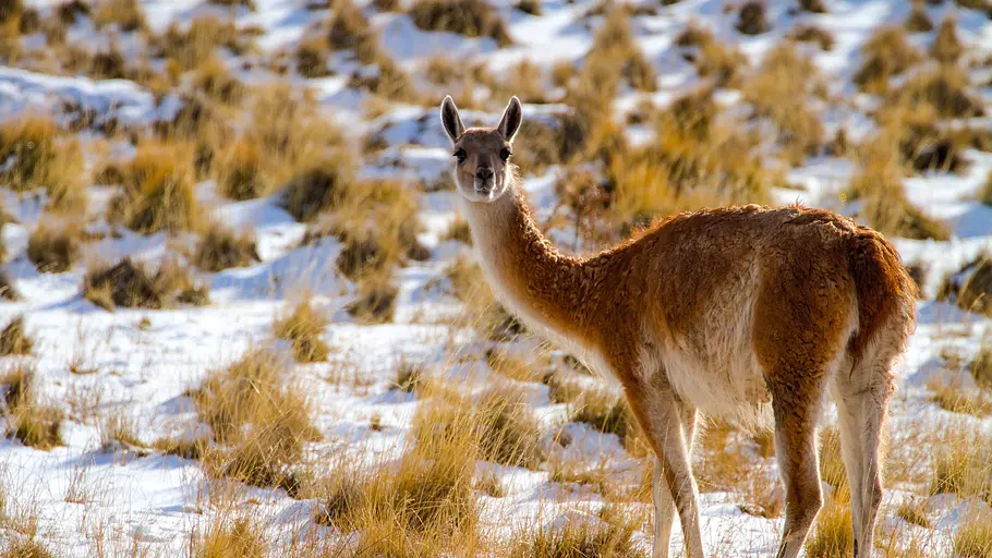 Wildes Patagonien wildes patagonien