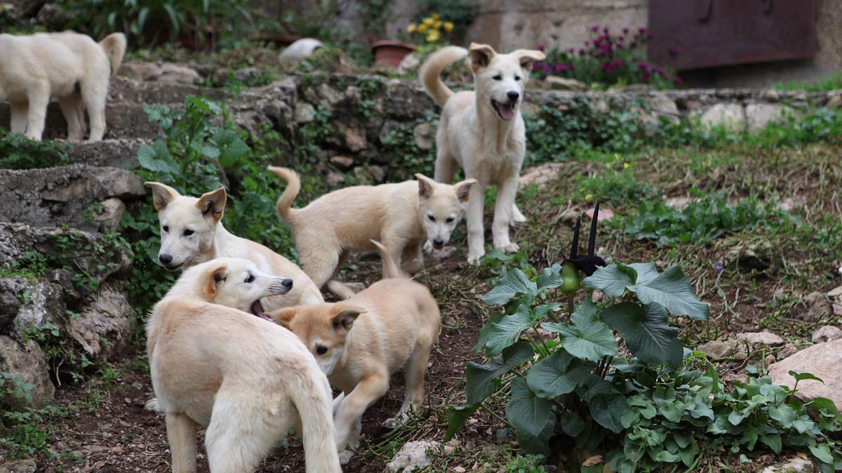 Das große Hunde-ABC das große hunde-abc