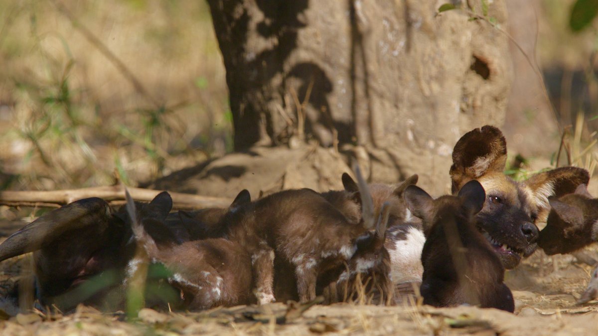 gorongosa: die rückkehr der raubtiere