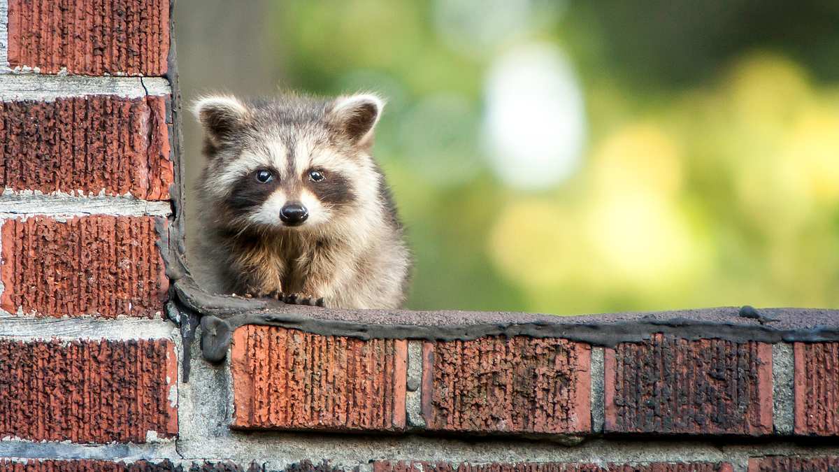 Animal Mysteries - Unglaubliches Tierverhalten animal mysteries - unglaubliches tierverhalten