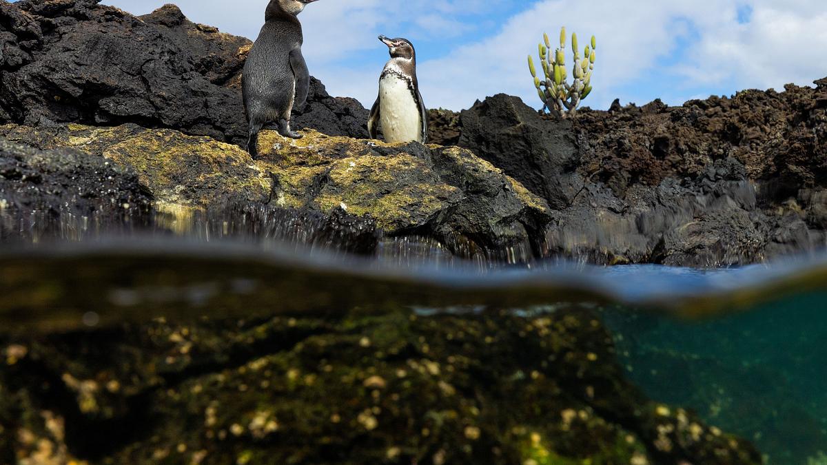 die geheimnisvolle welt der pinguine