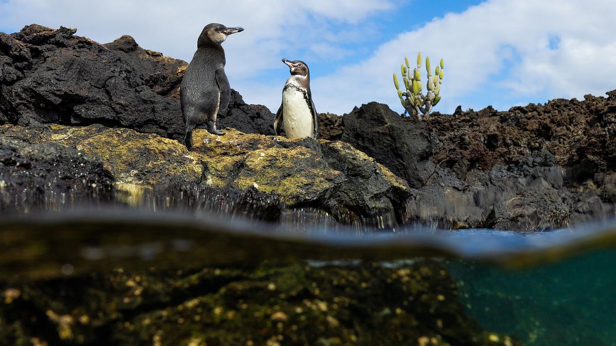 die geheimnisvolle welt der pinguine