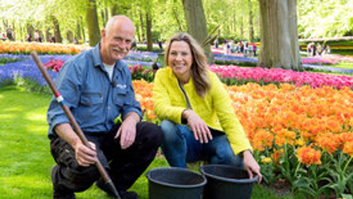 romantisches holland - zwischen tulpenpracht und königskrone
