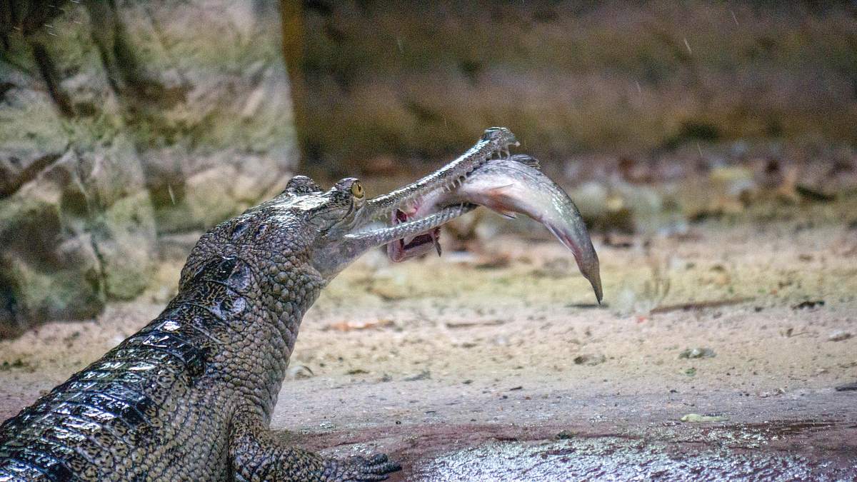 bronx zoo - tierpark der superlative