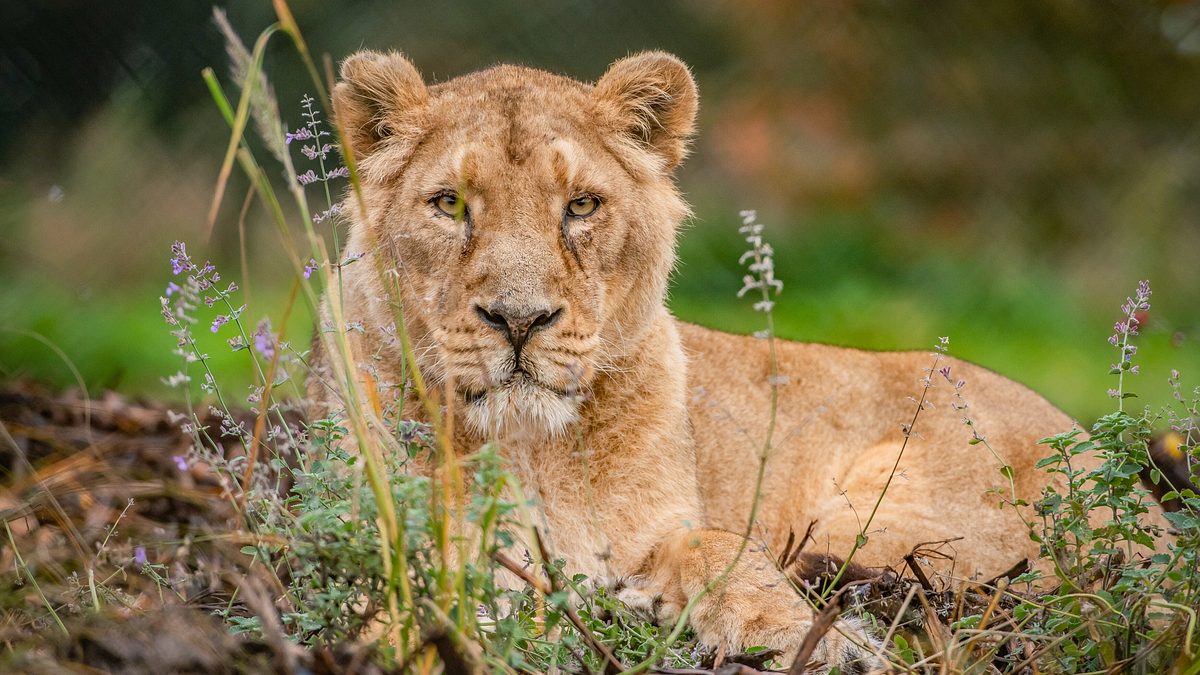 zoo und so - tierisch wild!