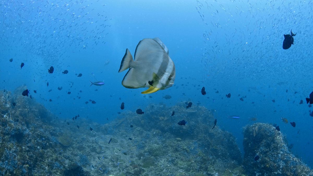 into the blue - indonesiens unterwasserparadiese