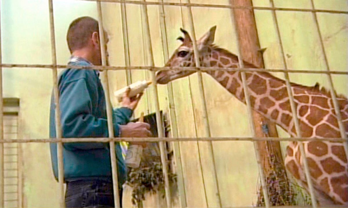 giraffe, erdmännchen & co.