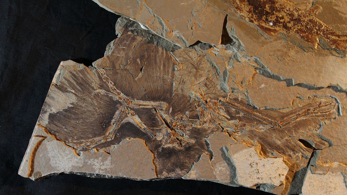 das wahre gesicht der dinosaurier