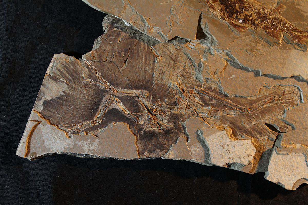 Das wahre Gesicht der Dinosaurier das wahre gesicht der dinosaurier