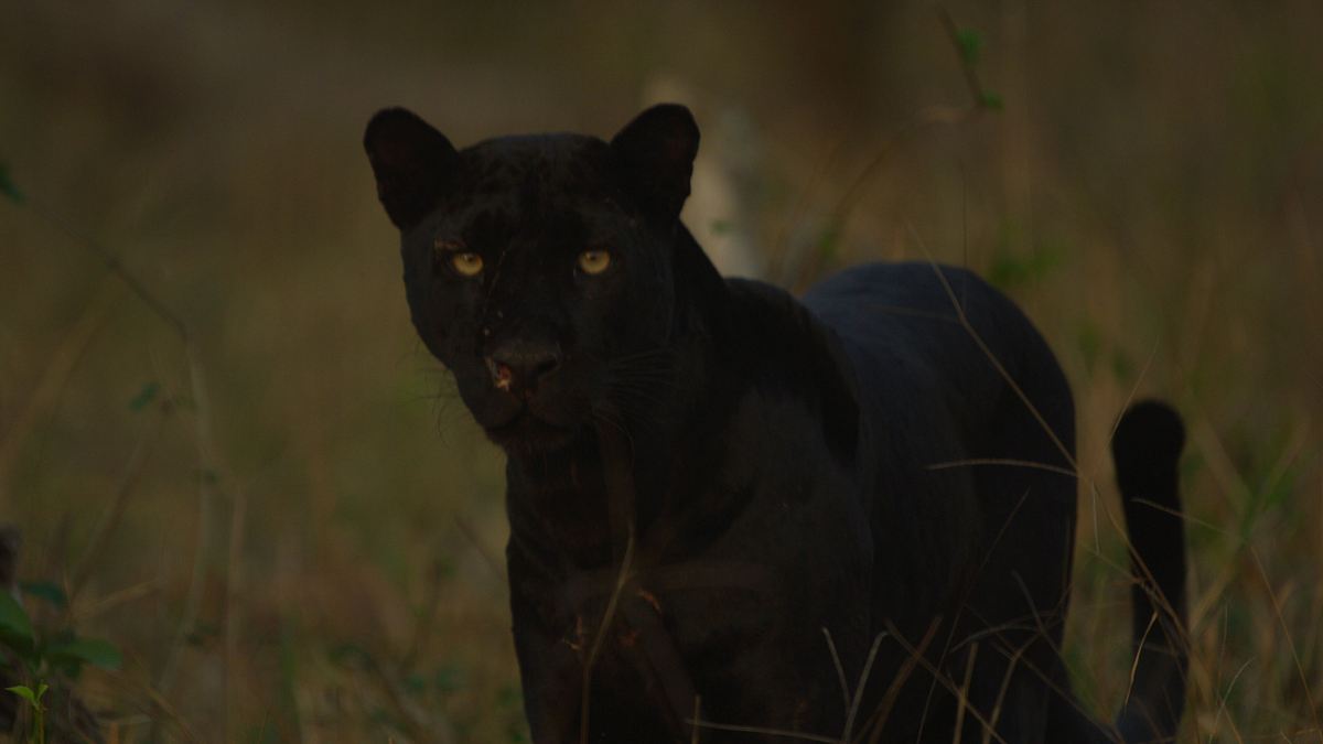 aufstieg des schwarzen panthers