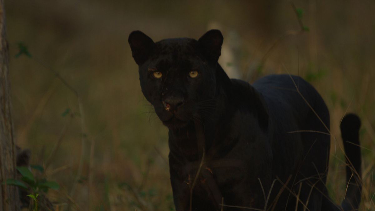 aufstieg des schwarzen panthers