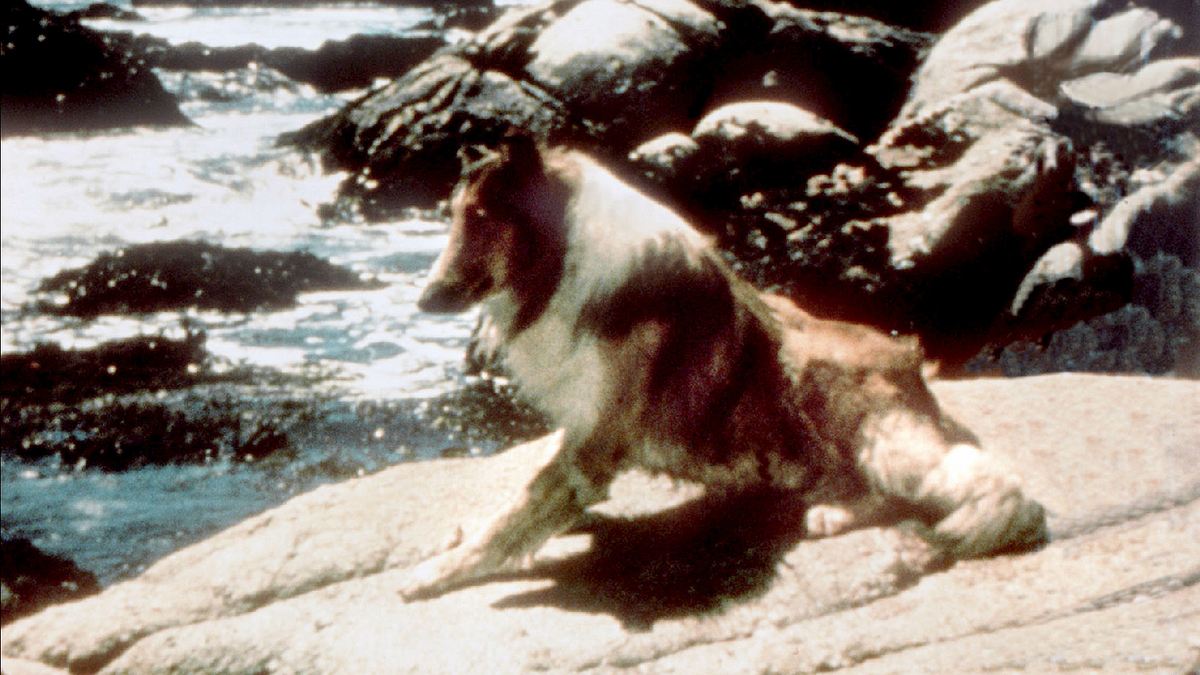 lassie - heimweh