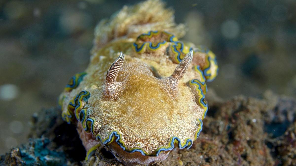 into the blue - indonesiens unterwasserparadiese