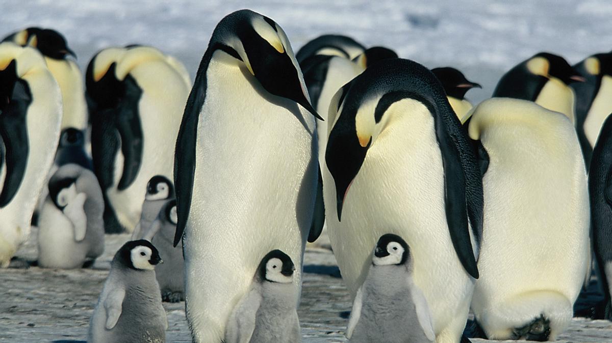 die reise der pinguine