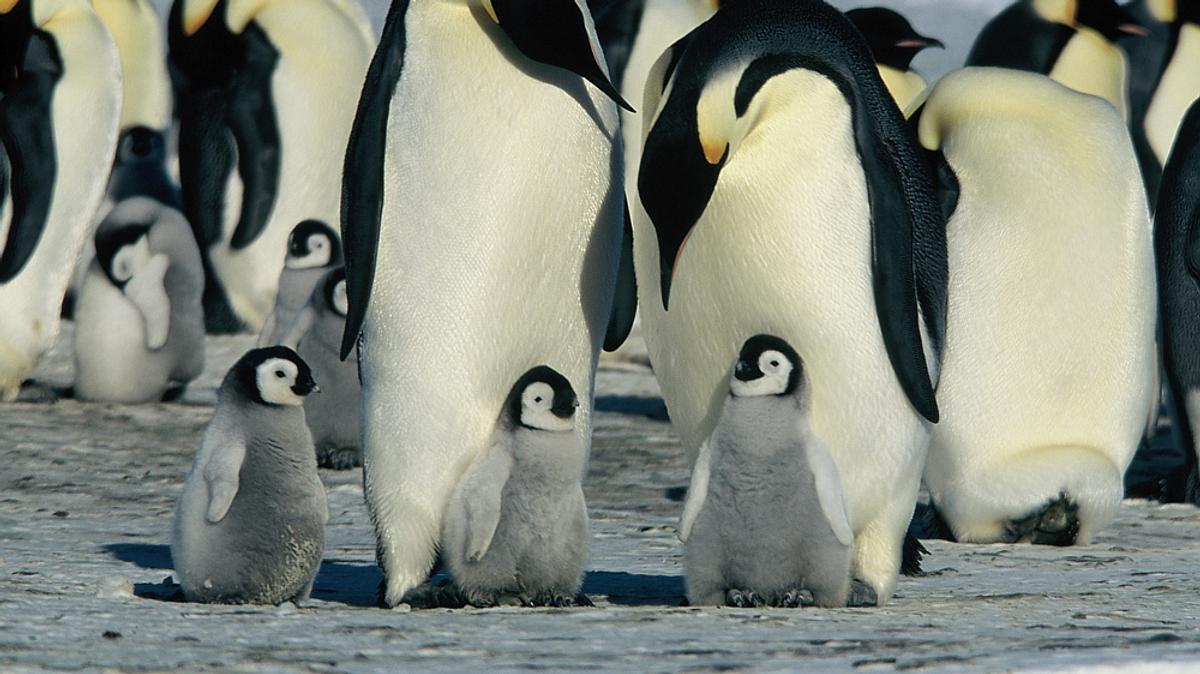 die reise der pinguine