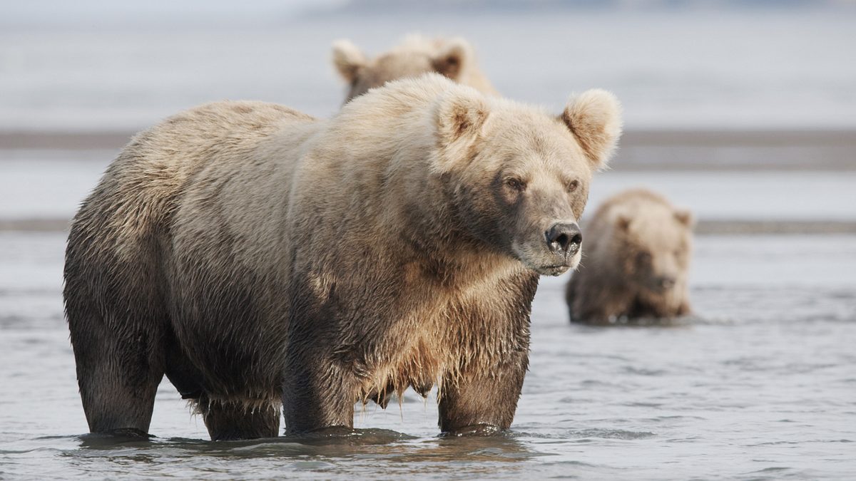 tracker diaries - die bären von alaska