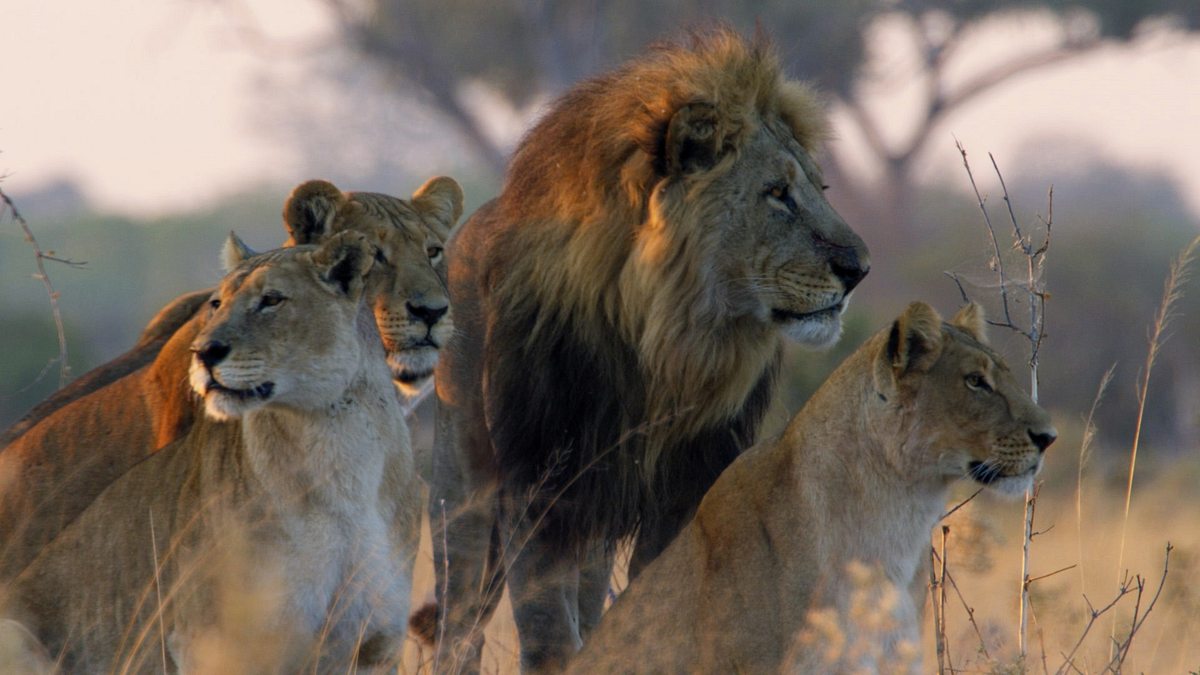 savage kingdom