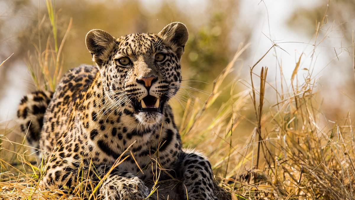 savage kingdom