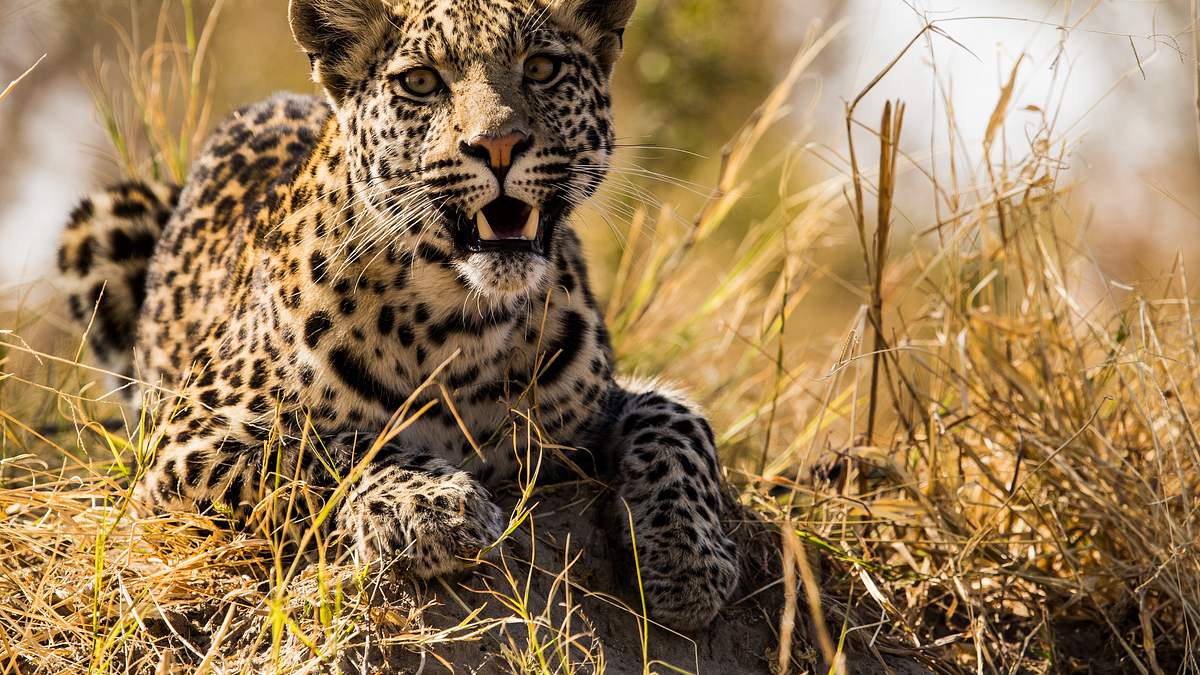 savage kingdom