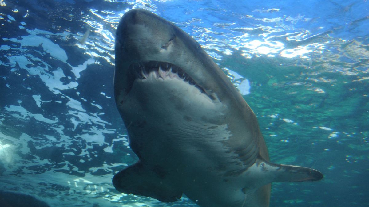 sharks gone wild: neue unglaubliche hai-clips