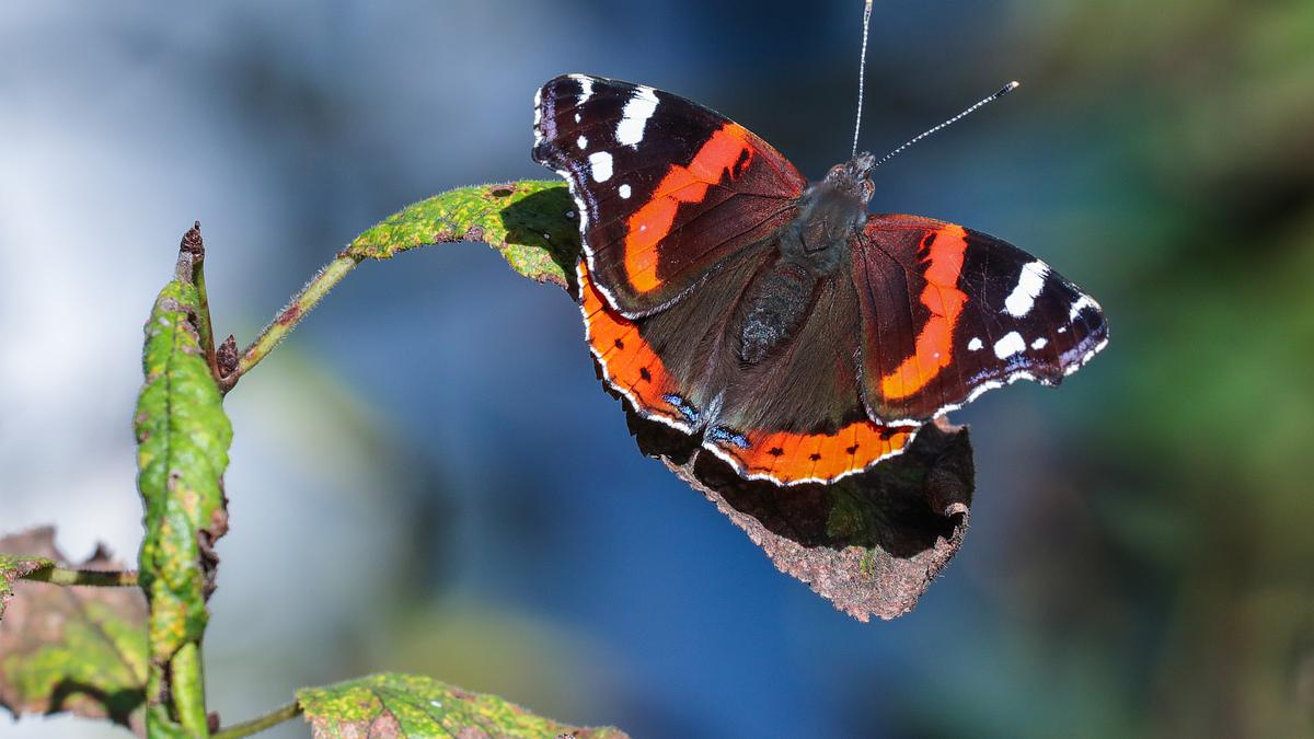 welt der tiere