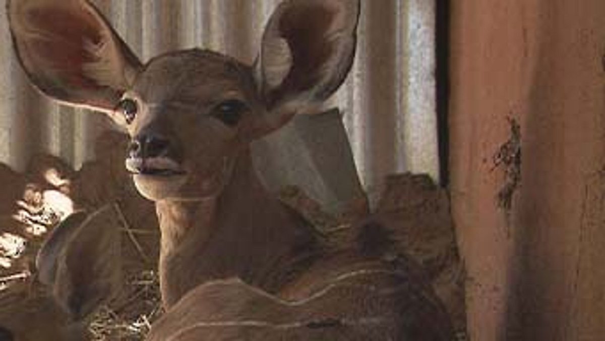 das waisenhaus für wilde tiere - abenteuer afrika