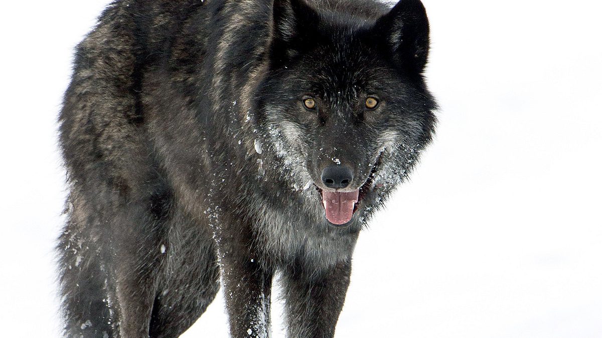 yellowstone - das geheimnis der wölfe