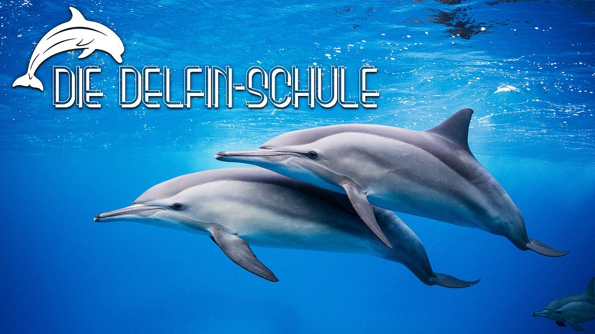 Die Delfin-Schule die delfin-schule