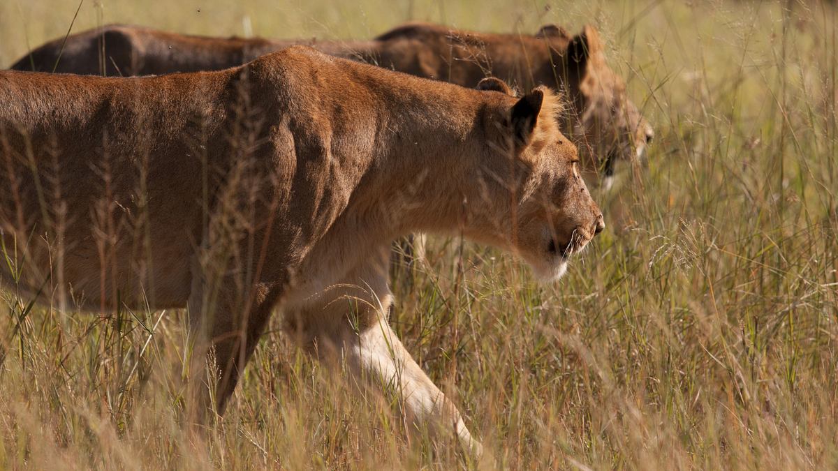 löwinnen: jagd ums überleben