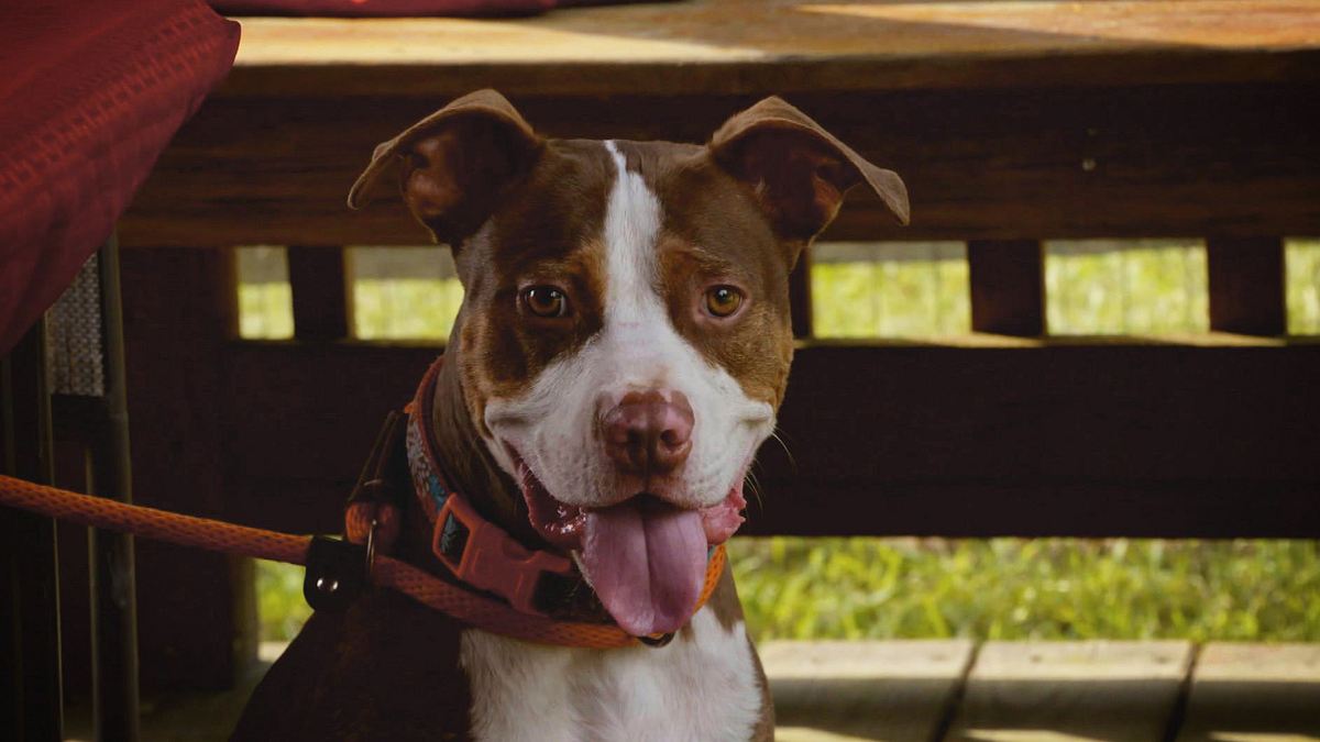 pitbulls auf bewährung