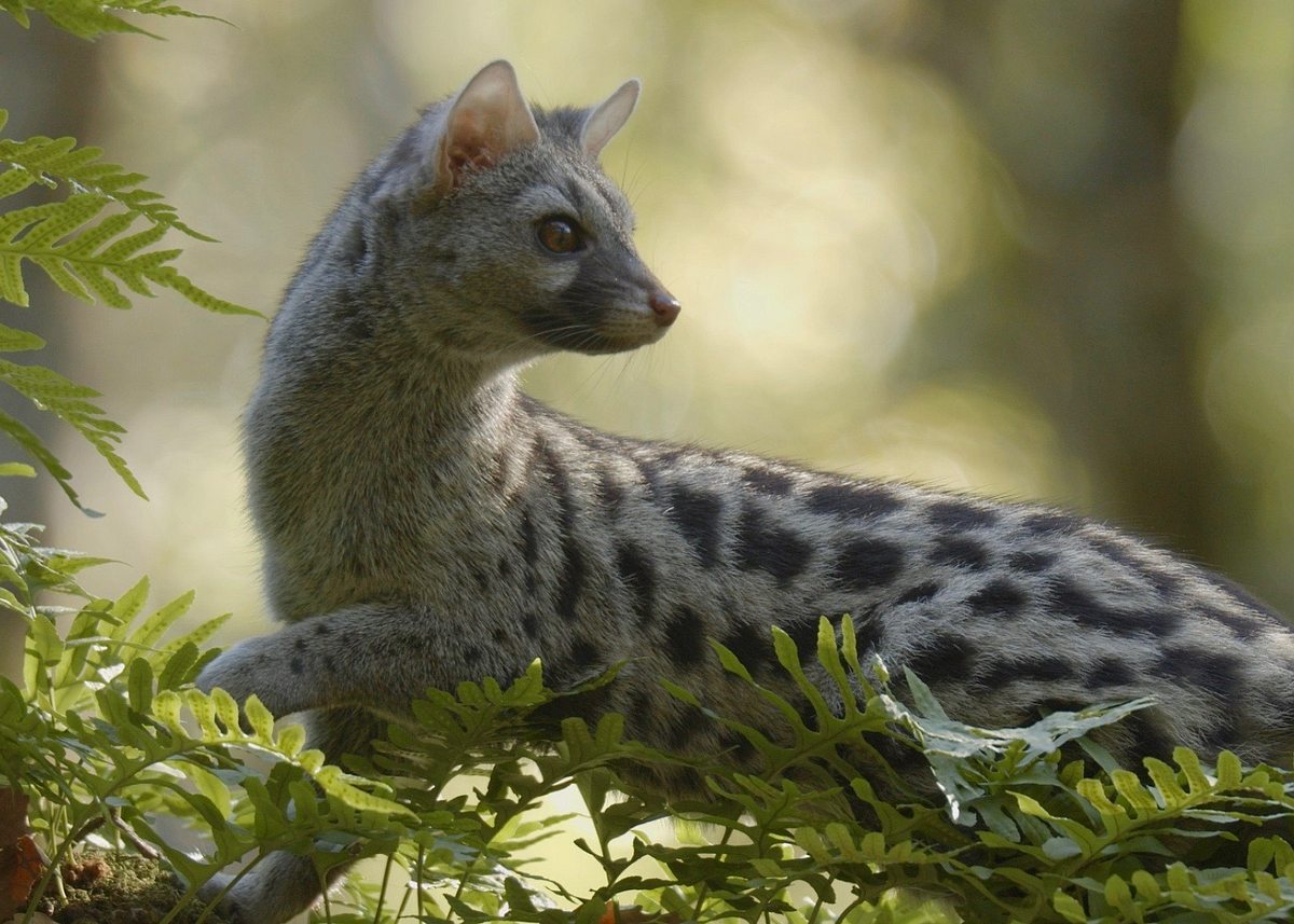 Europas verborgene Naturwunder europas verborgene naturwunder