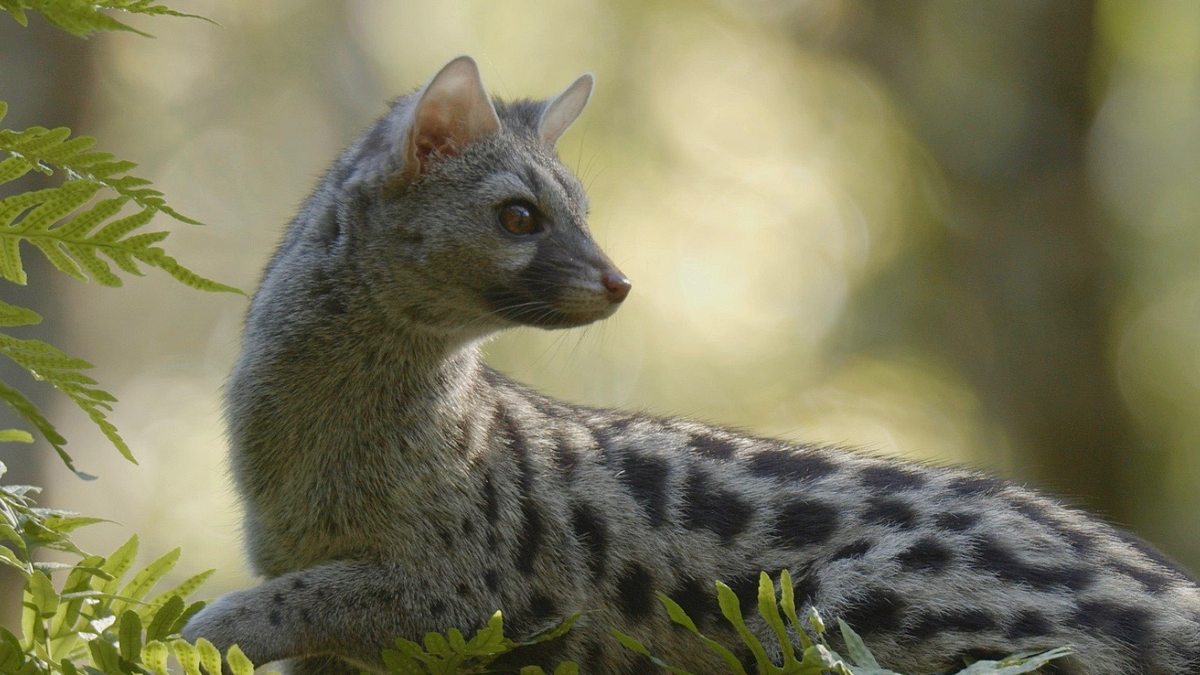 europas verborgene naturwunder