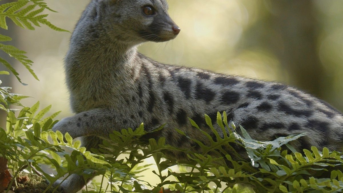europas verborgene naturwunder