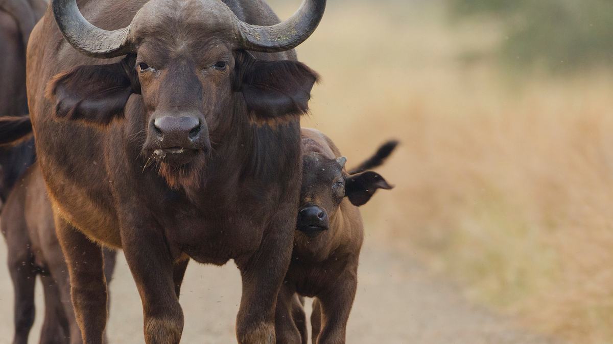 tiere außer rand und band