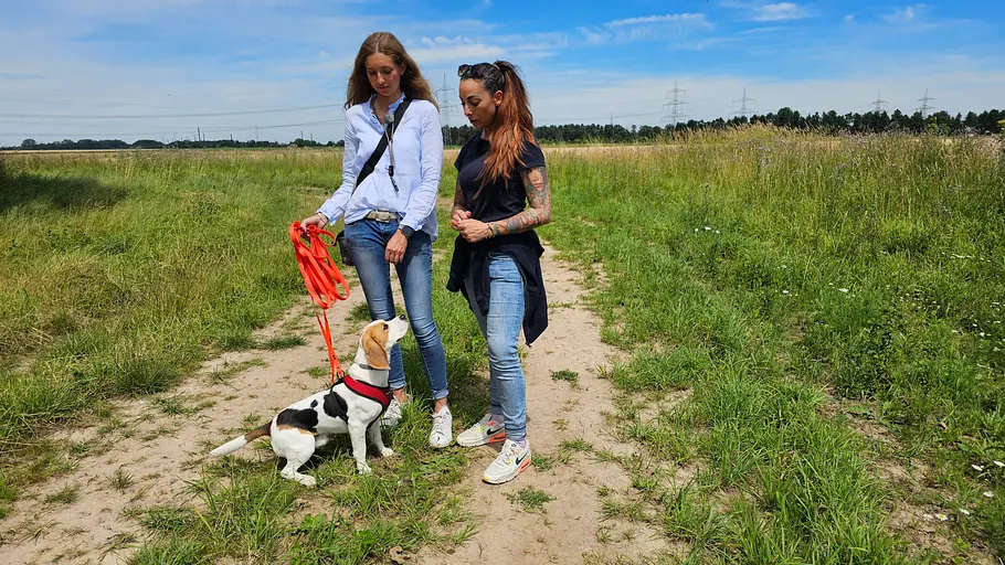 Der Hundeprofi - Rütters Team der hundeprofi - rütters team