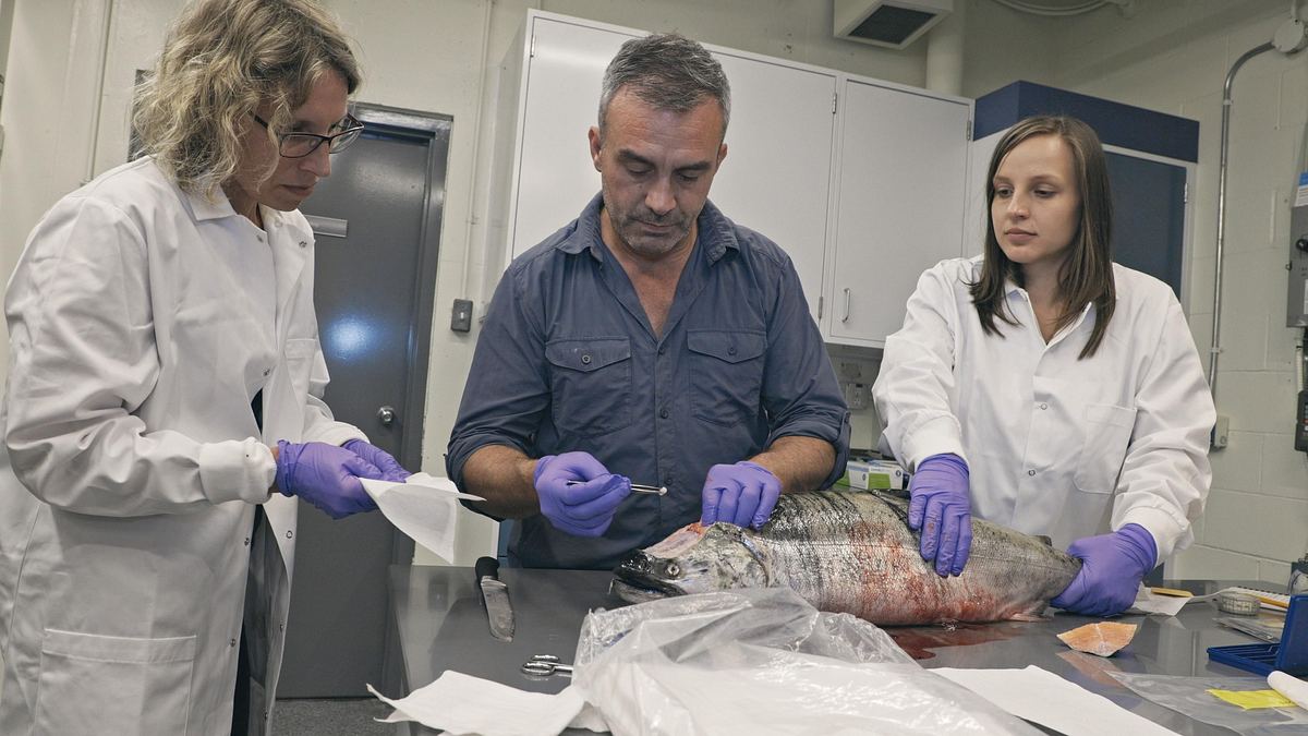 giganten unter wasser - riesenfischen auf der spur