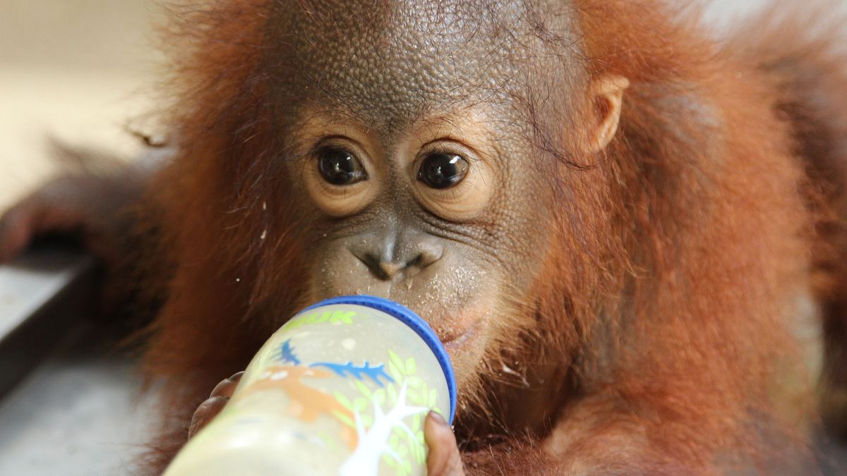 ein waisenhaus für orang-utans