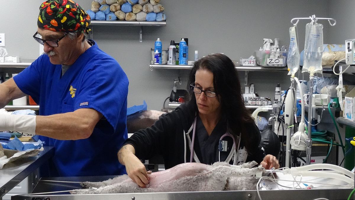 tierarzt dr. jeff