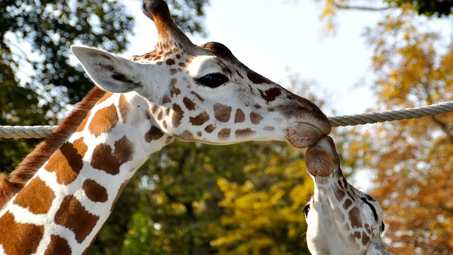 Bronx Zoo - Tierpark der Superlative bronx zoo - tierpark der superlative