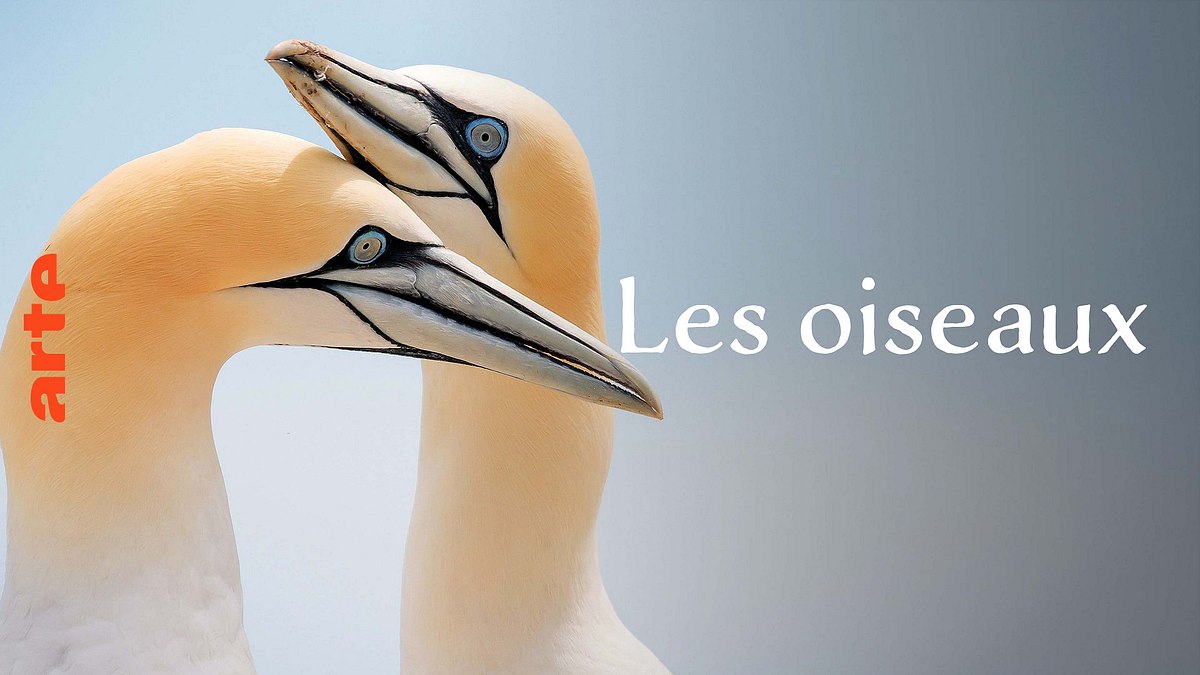 vögel