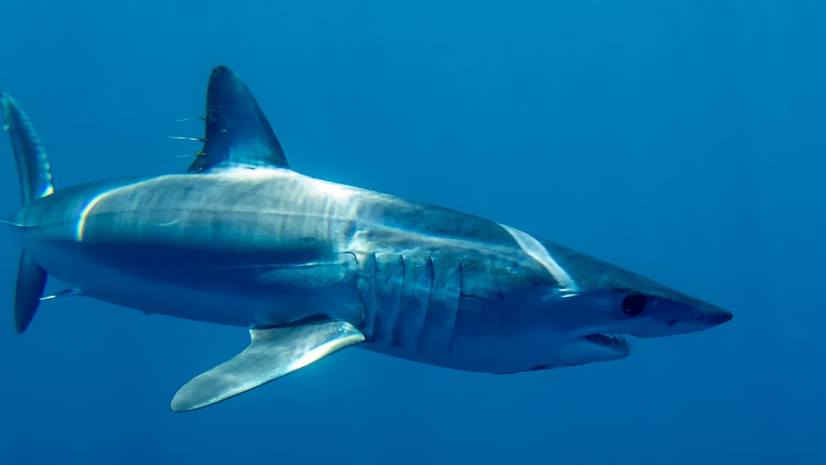 ein riesen-mako vor den azoren
