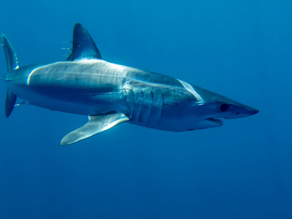 ein riesen-mako vor den azoren