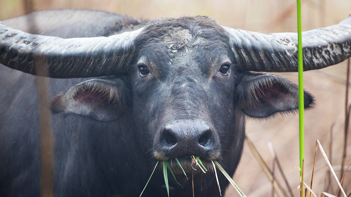 wildes indien