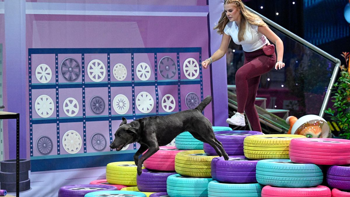 top dog germany - der beste hund deutschlands