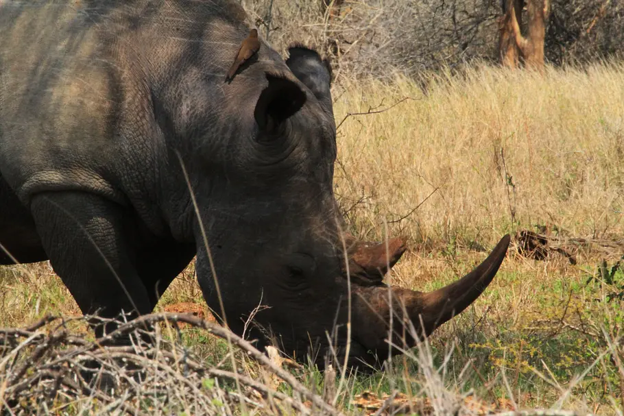 Welt der Tiere welt der tiere