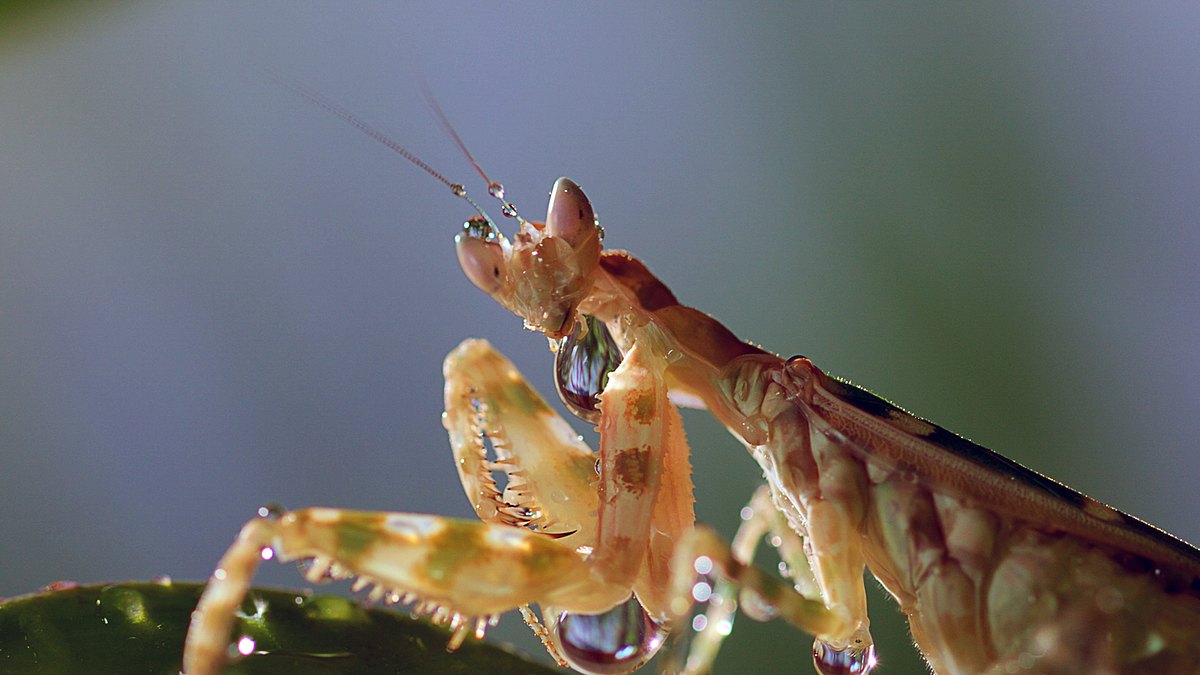 insekten - die heimlichen herrscher